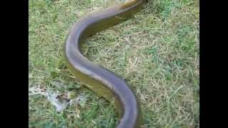 MUST SEE GIANT LAND EEL [upl. by Asquith]