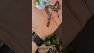 आंब्यांमध्ये आला गोंडस साप 😍 sagunabaug snake mango [upl. by Aifoz]