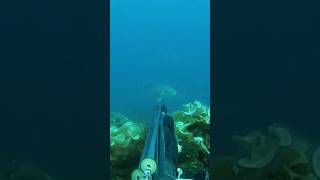 DENTEX INCOMING FROM THE DEEP pescasub spearfishing pescainapnea pesca subscribe [upl. by Malcah793]