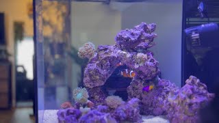 UPDATE Waterbox 15 peninsula tour NEW CORAL  Acclimation and Dipping [upl. by Willett]