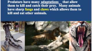 Adaptations of predator and prey [upl. by Petronille215]