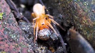 Woodlouse Spider Hunting  Dysdera crocata  London Wildlife [upl. by Noscire]