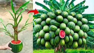 A great way to grafting bananas tree in watermelon fruit Using Coca Cola get fruit fast 100 [upl. by Ahsratal234]