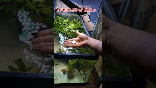 Unbagging The Most Exotic Freshwater Fish fish aquarium pets [upl. by Adaval]