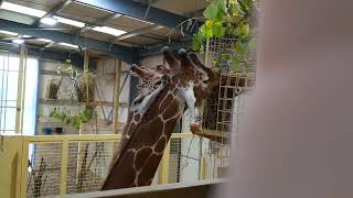 Time lapse of giraffes eating food [upl. by Ellehsat]