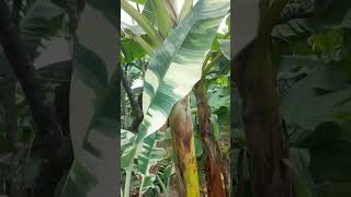 Musa ‘Marble Forest’ variegated banana blossom2grow plants garden [upl. by Wallis]