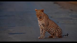 Leopard night portrait on the road [upl. by Georgianne]