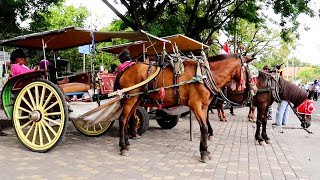 Kuda Delman Lagu Anak ❤ Naik Delman Istimewa [upl. by Irianat]