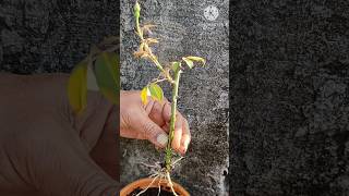 How to grow rose cutting  Grow by gardener gardening shorts [upl. by Tansey]