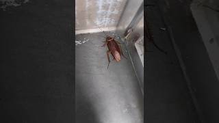 Big flying cockroach in Australian bathroom  cockroach wildlife [upl. by Willner963]