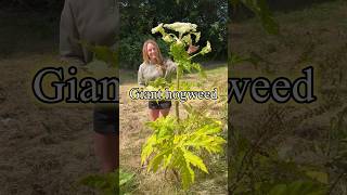 Giant hogweed can cause severe burns and blisters upon contact gardening foraging toxicplants [upl. by Asena582]