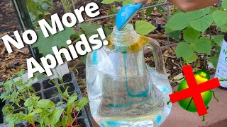 How I Keep Aphids from Taking Over My Garden amp Aphid Mummies [upl. by Sewel]