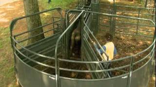 Priefert Large Cattle Working Systems [upl. by Gunthar]