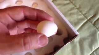 Unboxing Vails Quails Snowflake bobwhite quail eggs [upl. by Giffy793]