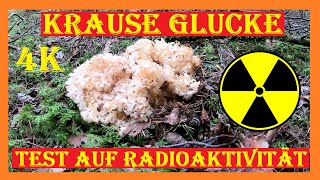 Krause Glucke auf Radioaktivität testen lassen  Wie stark radioaktiv belastet sind Glucken bei mir [upl. by Gustin]