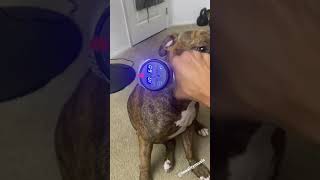 Pitbull Toloco Massage Gun Review [upl. by Nivle]