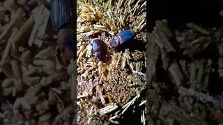 Beetle breeding video shorts [upl. by Aneehsor15]