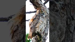 Great Horned Owls Preening Feathers [upl. by Harp]