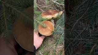 Grzybowe perełki prosto z serca lasu 🍄🌲fungi grzyby mashroom nature las natura porcini [upl. by Kalikow]