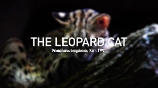 Leopard Cat Prionailurus bengalensis [upl. by Oiliruam646]