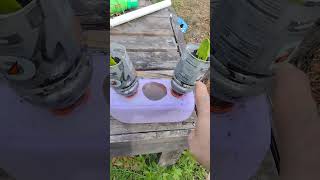 I took a half gallon milk jug and Gatorade bottles turn them into a planter [upl. by Rovert]