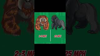 Gorilla VS Orangutan  The Largest Primates Battle shorts [upl. by Mendoza]