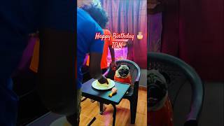 Tom Birthday celebrationviralvideo music song lovedogpug birthday petspetlover funnyshorts [upl. by Ettenav826]