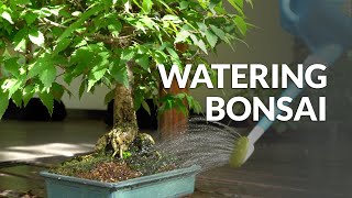 How to Water a Bonsai tree [upl. by Adnac944]