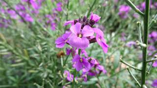 Wallflower Erysimum Bowles Mauve [upl. by Akirret]