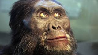 Is quotLucyquot the Australopithecine an ApetoHuman Transition updated [upl. by Ycniuqal]