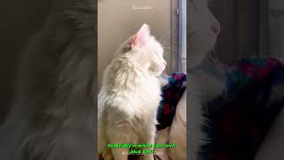 Discover the Majestic Turkish Angora Cat shorts buzzbilt [upl. by Ahsytal820]