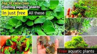 Easily grow best 10 beginner floating aquatic plants  free aquarium plants [upl. by Hollie]