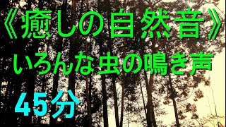 《癒しの自然音》いろんな虫の鳴き声【45分】（1分ごとに鳴き声が変る）夏の静かな夜（安らぎ・ﾘﾗｯｸｽ・ﾘﾌﾚｯｼｭ・ｽﾄﾚｽ解消・安眠・快眠・熟睡） [upl. by Eejan851]