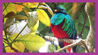 Resplendent Quetzal Flight of Colors [upl. by Tammi]