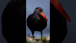 Didn’t know Black Oystercatchers are this chill wildbirdphotography shorebirds beach birds [upl. by Nilek]