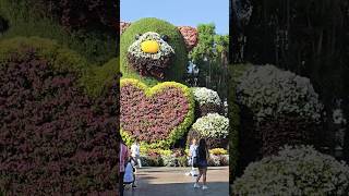 Miracle Garden Dubai  miraclegarden miraclegardendubai dubai travel shortsfeed shorts gulf [upl. by Riatsala]