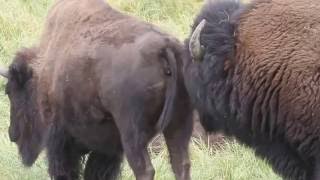 Bison Seeking Mate [upl. by Innes]