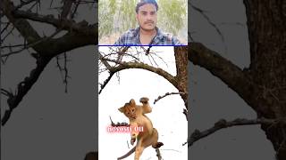 Tiger lion ke bacche mara🥱🦁 sorts tigerlion youtubeshorts ytshortsvideo animals shortvideo [upl. by Simetra]