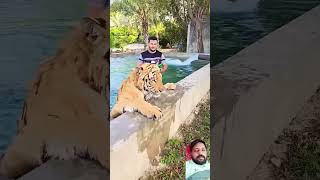 15 year tiger youtubeshorts discovery tiger [upl. by Ardnaek621]