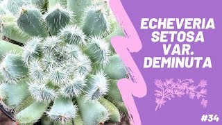 ECHEVERIA SETOSA VAR DEMINUTA  Setosa FO42 [upl. by Valenba]