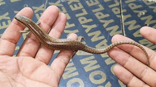 السحلية الدفانة صاحبة الأساطير الكاذبة  Chalcides cf humilis  مع احمد الدكرونى [upl. by Barty]