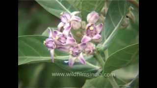 Calotropis procera or Akra flowering in Agra India [upl. by Annaynek]