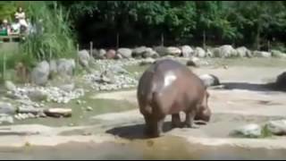 Hippopotamus Has Exploding Poo [upl. by Nylaehs]