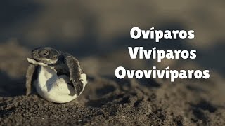 Ovíparos Vivíparos e Ovovivíparos  8º ano [upl. by Zigrang]