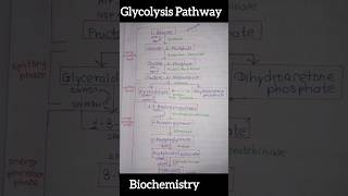 Glycolysis Pathway biochemistry glycolysis glycolysispathway shorts shortsfeed viral [upl. by Noraed]