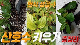 산호수 키우기 🌱 산호수 삽목 🍒 산호수 번식 방법 🌴 산호수 관리법 coralberry plant care [upl. by Mackoff]