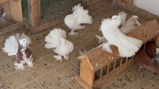 Indian fantail pigeon breeding loft  Fancy pigeon breeds  Pigeon farm [upl. by Lodmilla]