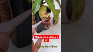 Feeding my Nepenthes a bee 🐝 nepenthesplant pitcherplants carnivorousplants nepenthes [upl. by Gridley]