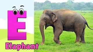 Animals ABC Song  Animals Alphabet Song  Alphabet Letters  Phonics for Kids [upl. by Torr214]