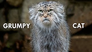 Pallas’s Cat The Original Grumpy Cat [upl. by Annahsohs]